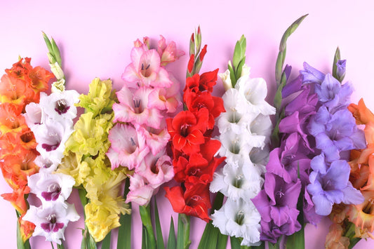 Gladiolus Varieties Worth Knowing: How to Choose the Right Corm for Your Garden Goals