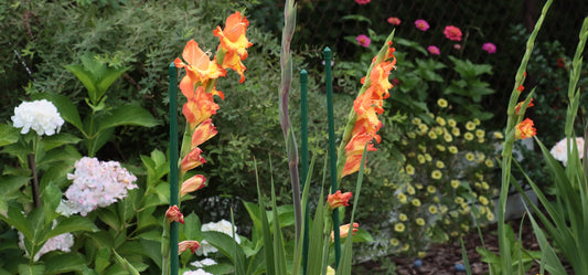 Staking and Supporting Gladiolus: Keeping Tall Stems Standing All Season