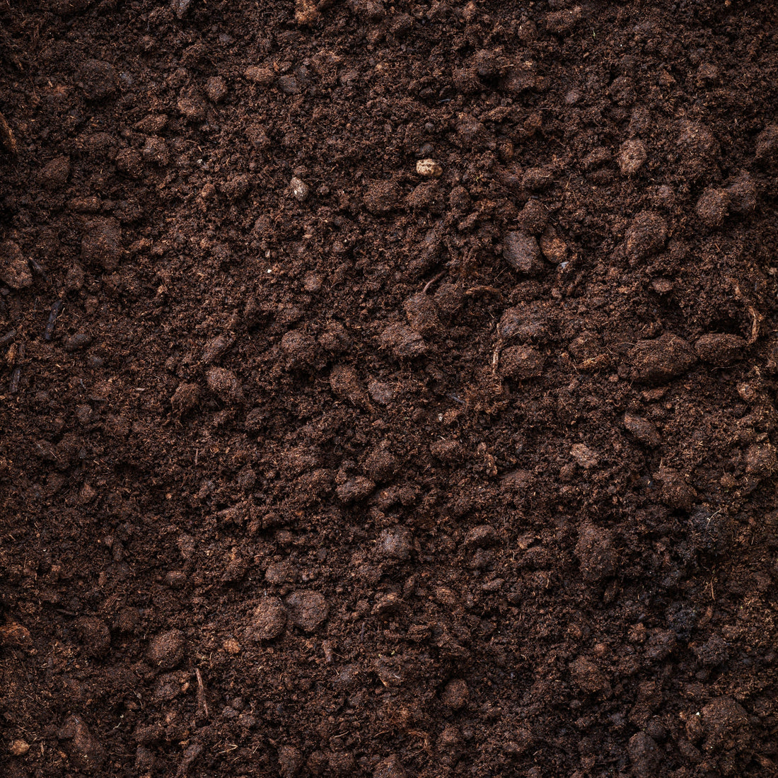 The Role of Soil Temperature in Early Bloom Success