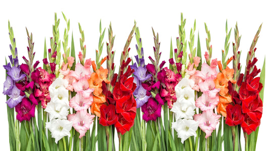 The Best Gladiolus Varieties to Plant Right Now for a Peak Summer Display