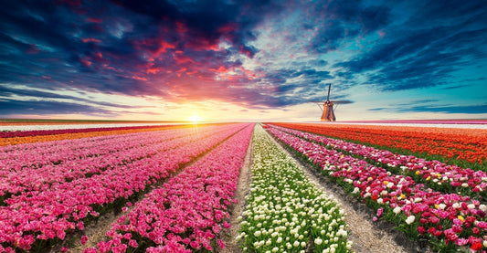 Tulip Types Explained: Triumph, Darwin, Parrot, Fringed, and Double