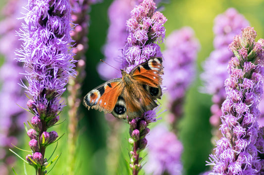 8 Must-Have Bare Root Perennials to Plant in Summer for Long-Term Color