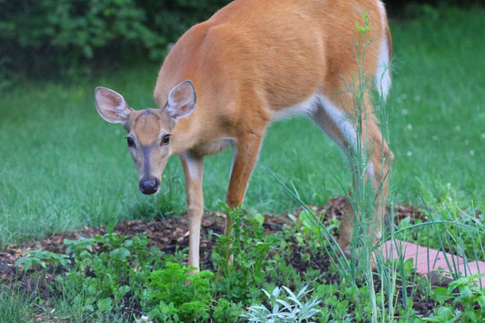 How to Protect Fall-Planted Bulbs from Squirrels and Deer