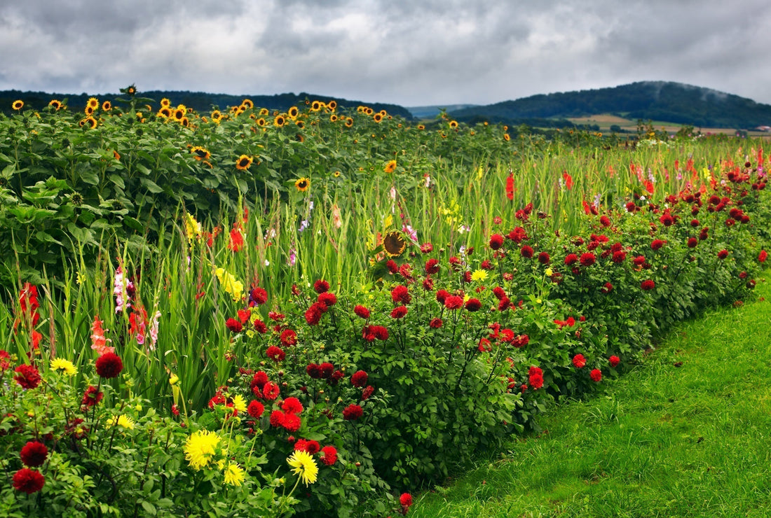 Statement Gardens: Bold Color Combinations with Dahlias & Gladiolus