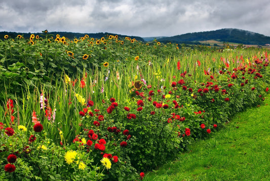 Statement Gardens: Bold Color Combinations with Dahlias & Gladiolus