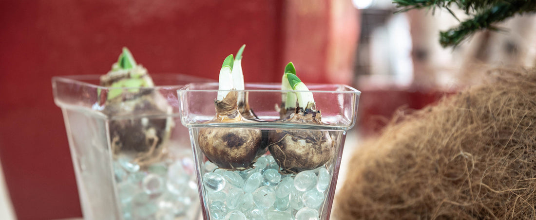Forcing Paperwhites and Hyacinth Indoors for Winter Blooms