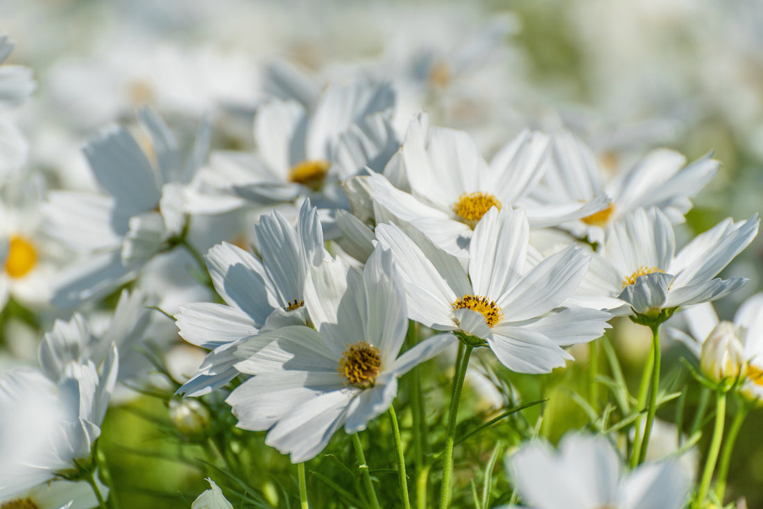 Seeds to Sow Indoors: Bright Beginnings for Winter