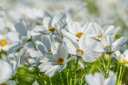 Seeds to Sow Indoors: Bright Beginnings for Winter