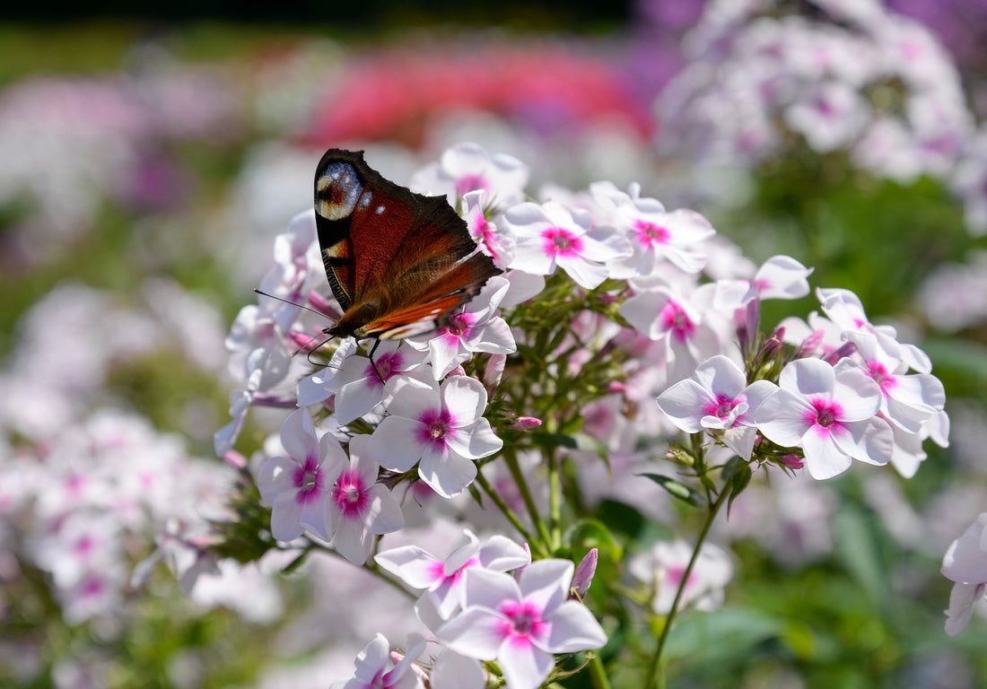 Phlox Perfection: Your All-In-One Guide to Planting, Caring, and Styling