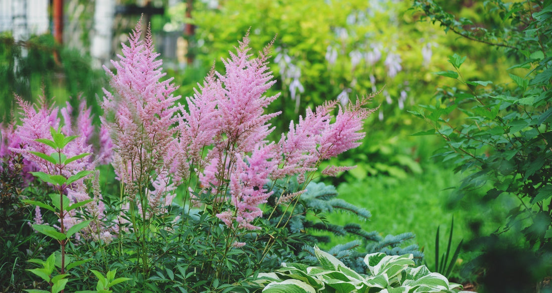 What to Plant in Shade and Part Shade: Bulbs and Seeds That Perform Without Full Sun