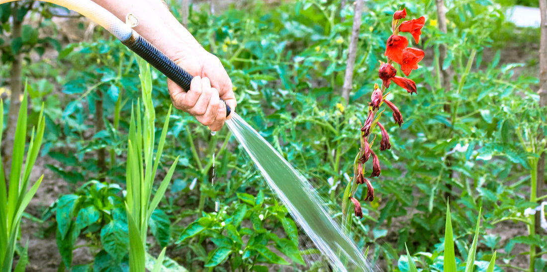 Watering and Feeding Gladiolus: What the Plant Needs at Each Stage