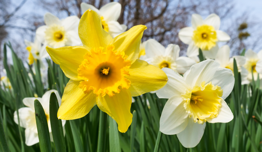 From Bulbs to Bucks: Turning Tulips and Daffodils into a Thriving Business