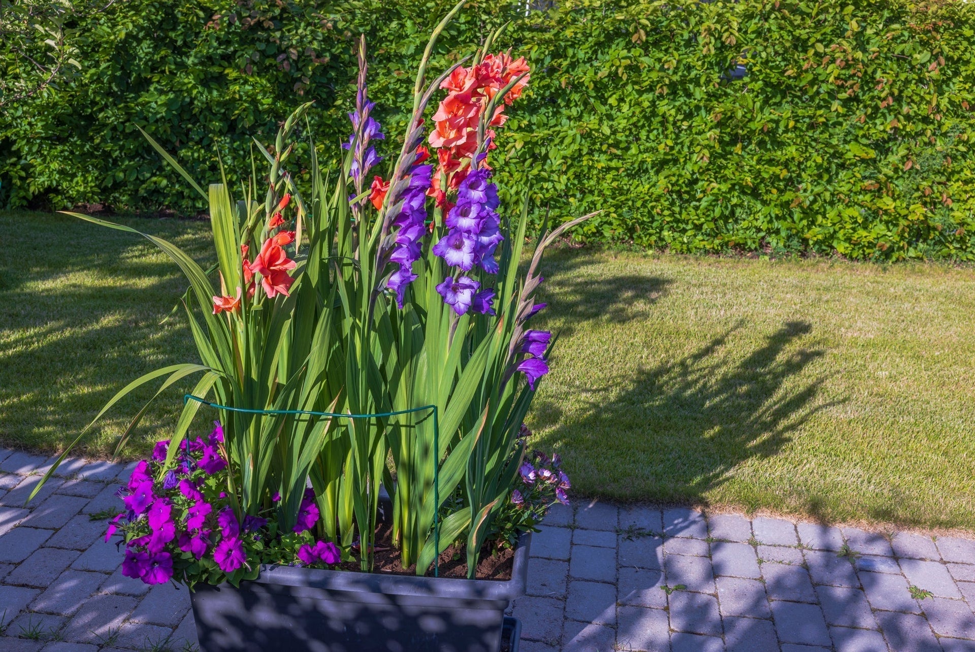 How to Grow Gladiolus in Containers and Small Spaces  Nagel Gladiolus Bulbs