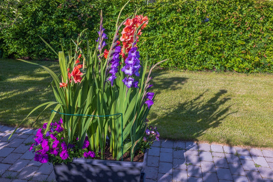 How to Grow Gladiolus in Containers and Small Spaces
