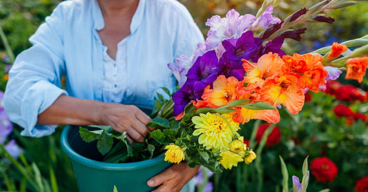 How to Plant Gladiolus and Dahlias Together for a Full Season of Bold Color