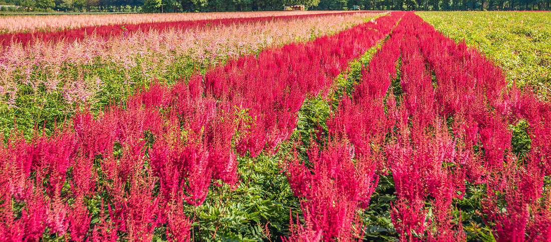 Astilbe Mastery: An All-In-One Guide to Planting and Caring