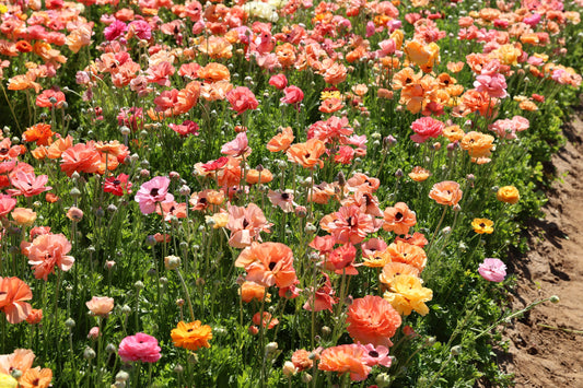 Ranunculus Bulbs: Planting and Care for Gorgeous, Rose-Like Blooms