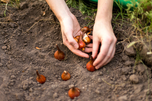 Planning for Fall: When to Plant Daffodils and Tulips for Spring Blooms