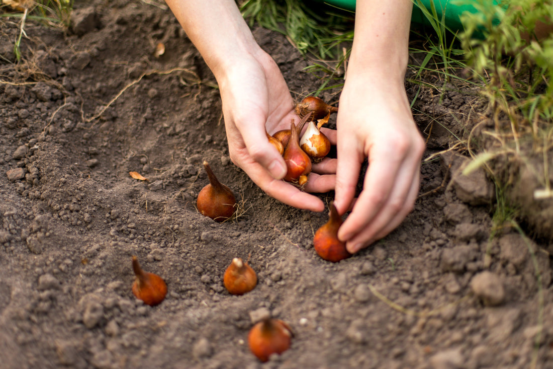 Your Fall Bulb Planting Day: A Step-by-Step Guide