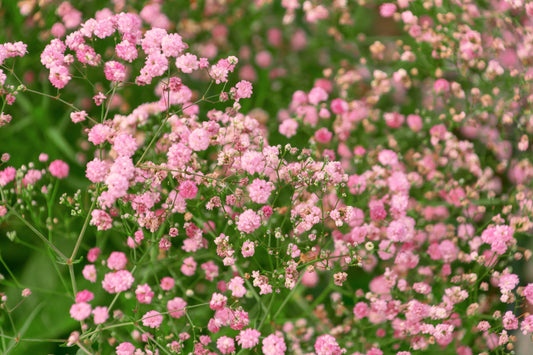 Baby's Breath Beauty: A Complete Guide to Planting and Care