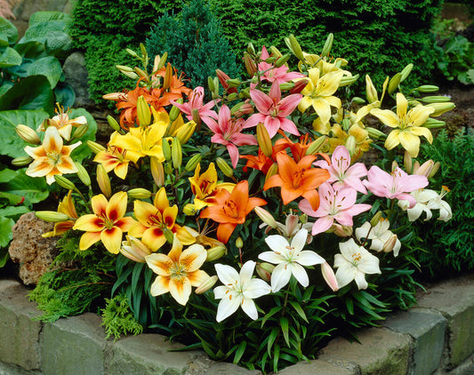 Asiatic Lilies Unveiled: The Ultimate Planting and Care Guide