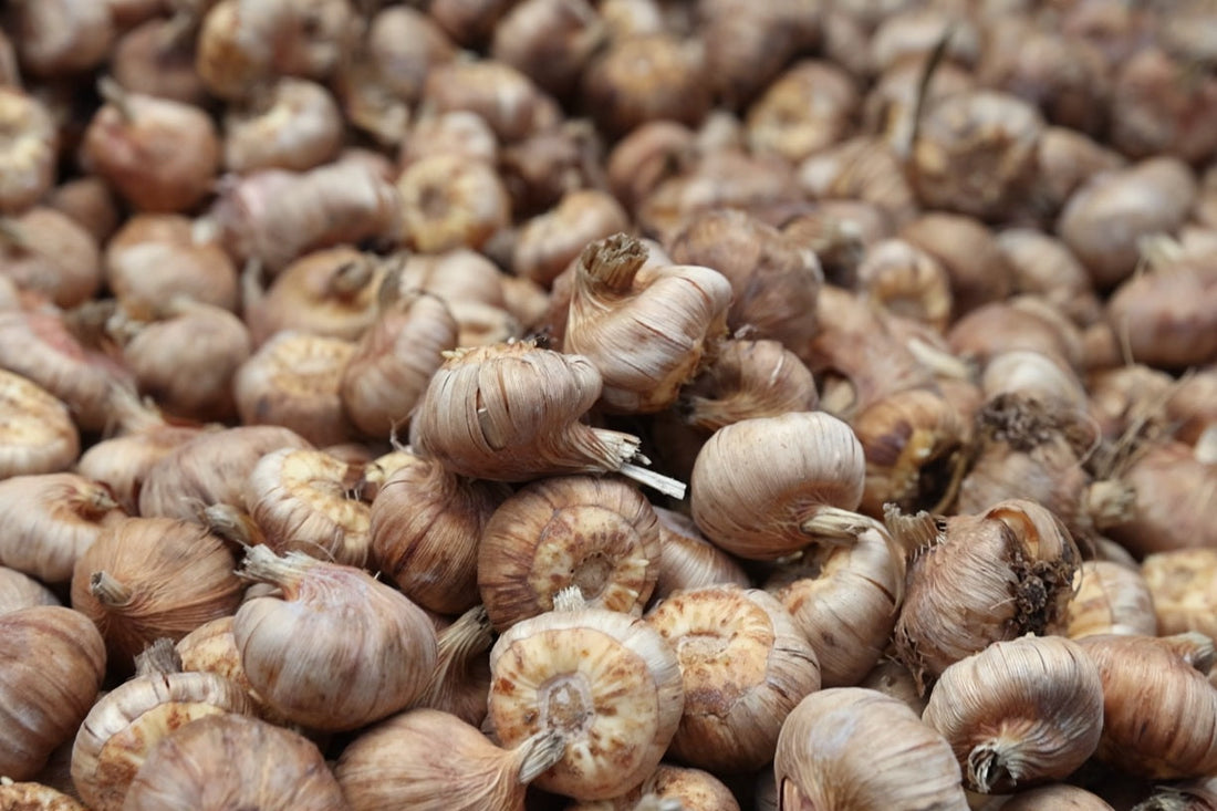 How to Store and Reuse Gladiolus Bulbs Over Winter – Nagel Gladiolus Bulbs