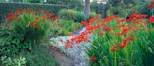 Crocosmia Essentials: Comprehensive Planting, Care, and Garden Design Tips