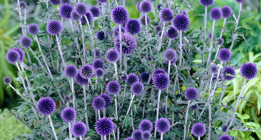 The Complete Guide to Planting and Caring for Blue Globe Thistle