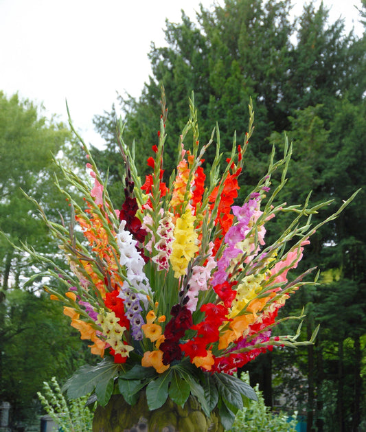 A Rainbow of Blooms: Designing a Stunning Garden with Mixed Gladiolus