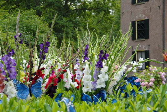 Mixed Gladiolus All Season Long: Staggered Planting for Continuous Blooms