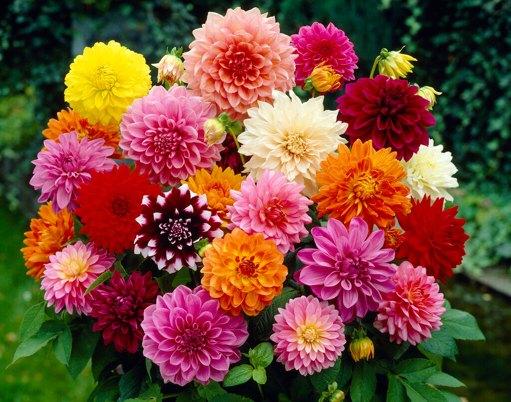Dahlia Planting and Care Tips for a Standout Summer Garden