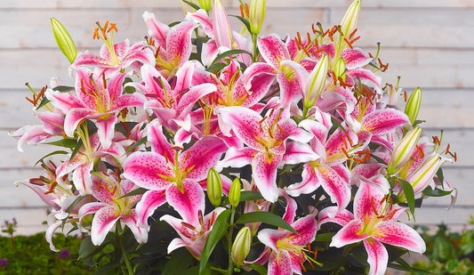 Stargazer Lily Bulbs: Summer’s Low-Maintenance Showstoppers