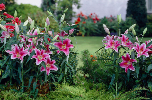 Stargazer Lilies in the Garden: Design Ideas That Turn Heads