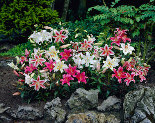 The Ultimate Guide to Planting Oriental Lilies: Tips for Beginners