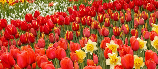 The Best Tulips and Daffodils for Naturalizing Your Garden