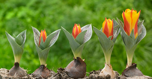 Green Thumb, Green Wallet: The Financial Benefits of Growing Tulips and Daffodils