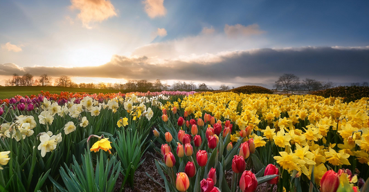 Seasonal Success: Making Money Year-Round with Tulips and Daffodils