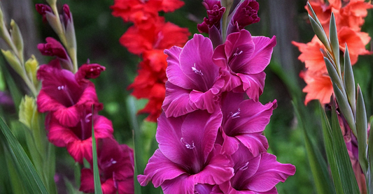 Creating Stunning Gladiolus Arrangements for Your Home Garden