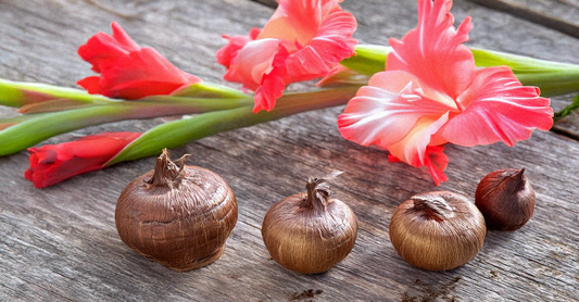 The Ultimate Guide to Planting Gladiolus Bulbs for Stunning Summer Blooms