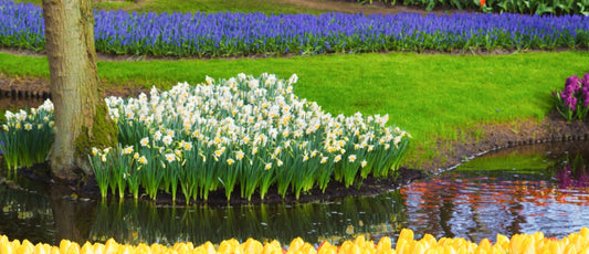 Designing a Spring Bulb Garden That Blooms All Season: Part 2
