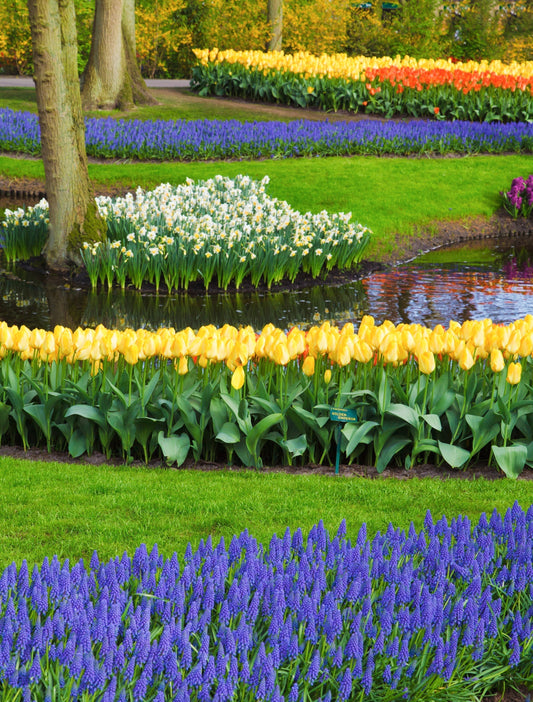 Designing a Spring Bulb Garden That Blooms All Season: Part 1