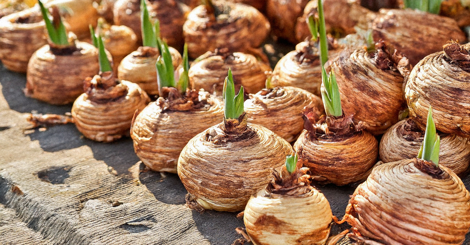 Spring Bulbs Are on Their Way: What to Do to Get Ready to Plant – Nagel ...