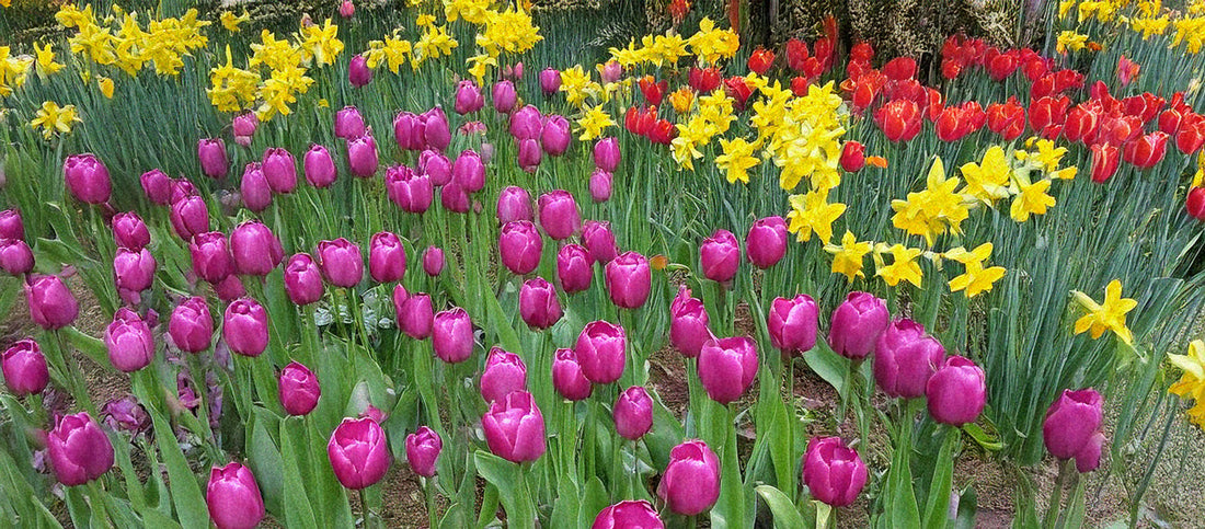 Color Theory in Bulk Plantings: Designing Flower Beds with Impact