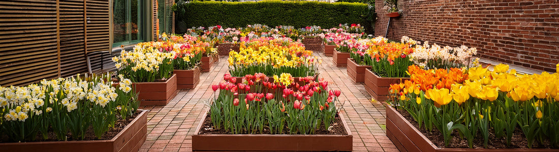 Flowers for Container Gardening: Small Spaces, Big Color