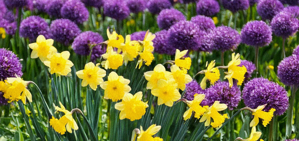 Late Fall Planting: What You Can Still Get in the Ground