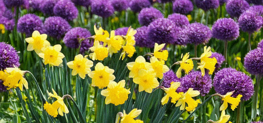 Late Fall Planting: What You Can Still Get in the Ground