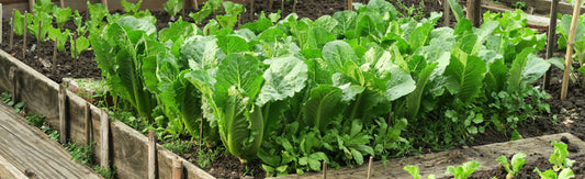 Fall Vegetables from Seed: Extend Your Harvest with Romaine Lettuce