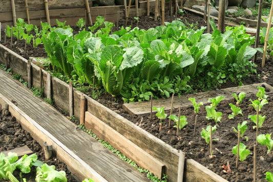 Starting From Seed: A Beginner’s Guide to Homegrown Success