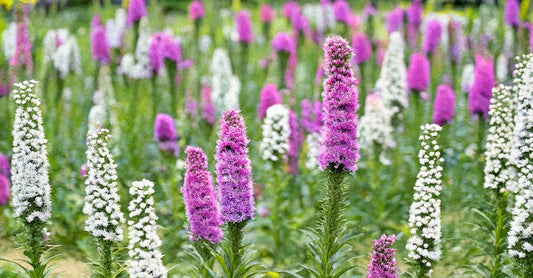 Essential Liatris Care Tips: Soil, Spacing, and Watering for Success