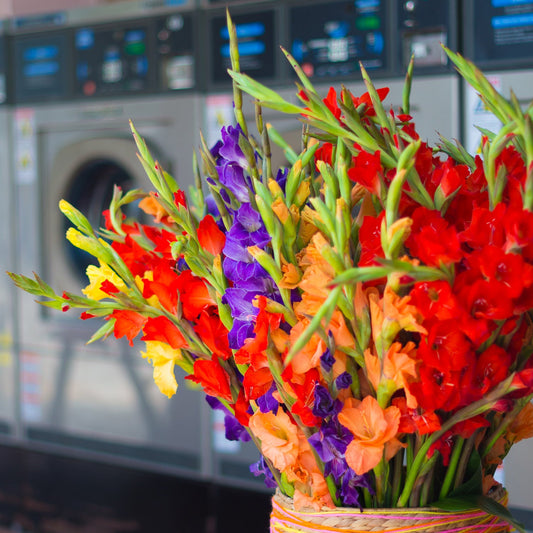 The Secret to Long-Lasting Gladiolus in a Vase